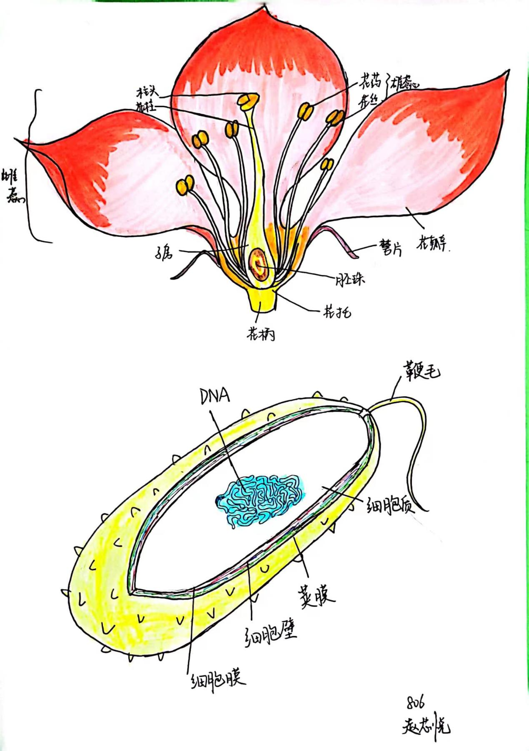 —八年级生物绘图比赛作品欣赏