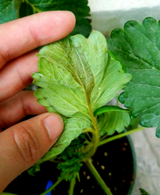 被忽视的害虫:跗线螨的危害与防治策略