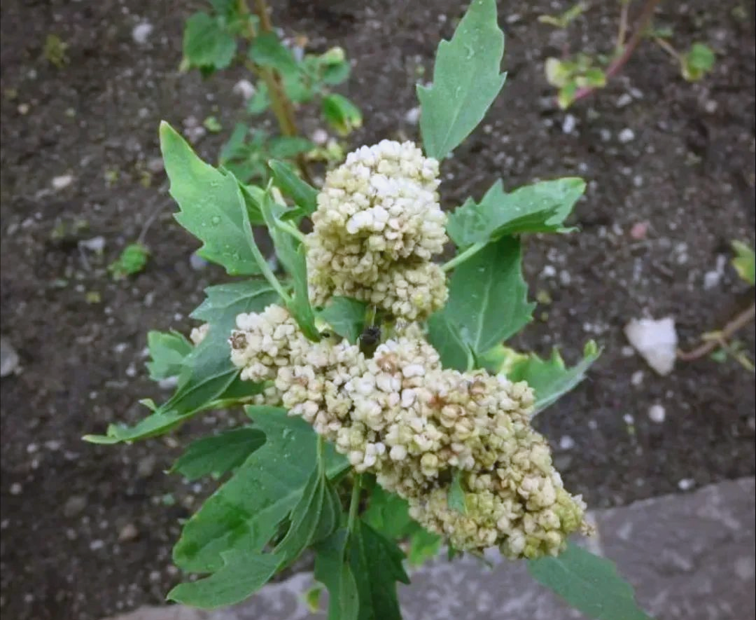 藜麦:一种营养丰富的粗粮作物