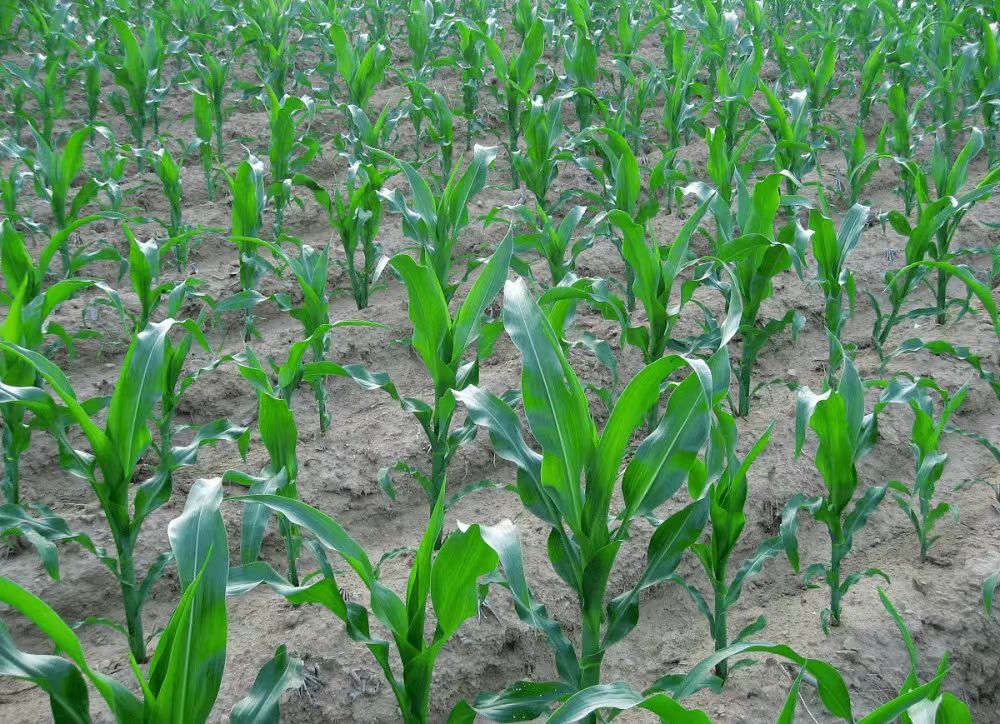 夏玉米已经进入拔节期是不是该打控旺了