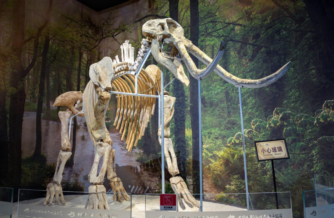 黄河剑齿象——黄冈大别山世界地质公园博物馆精品标本科普推文(十八)