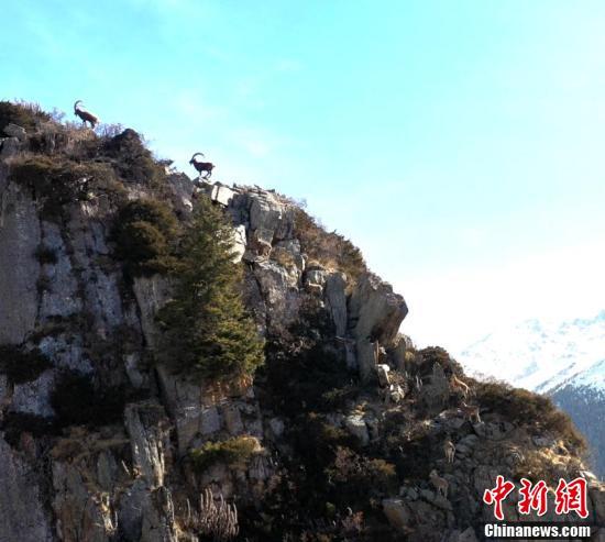 新疆西天山大批北山羊懸崖峭壁覓食