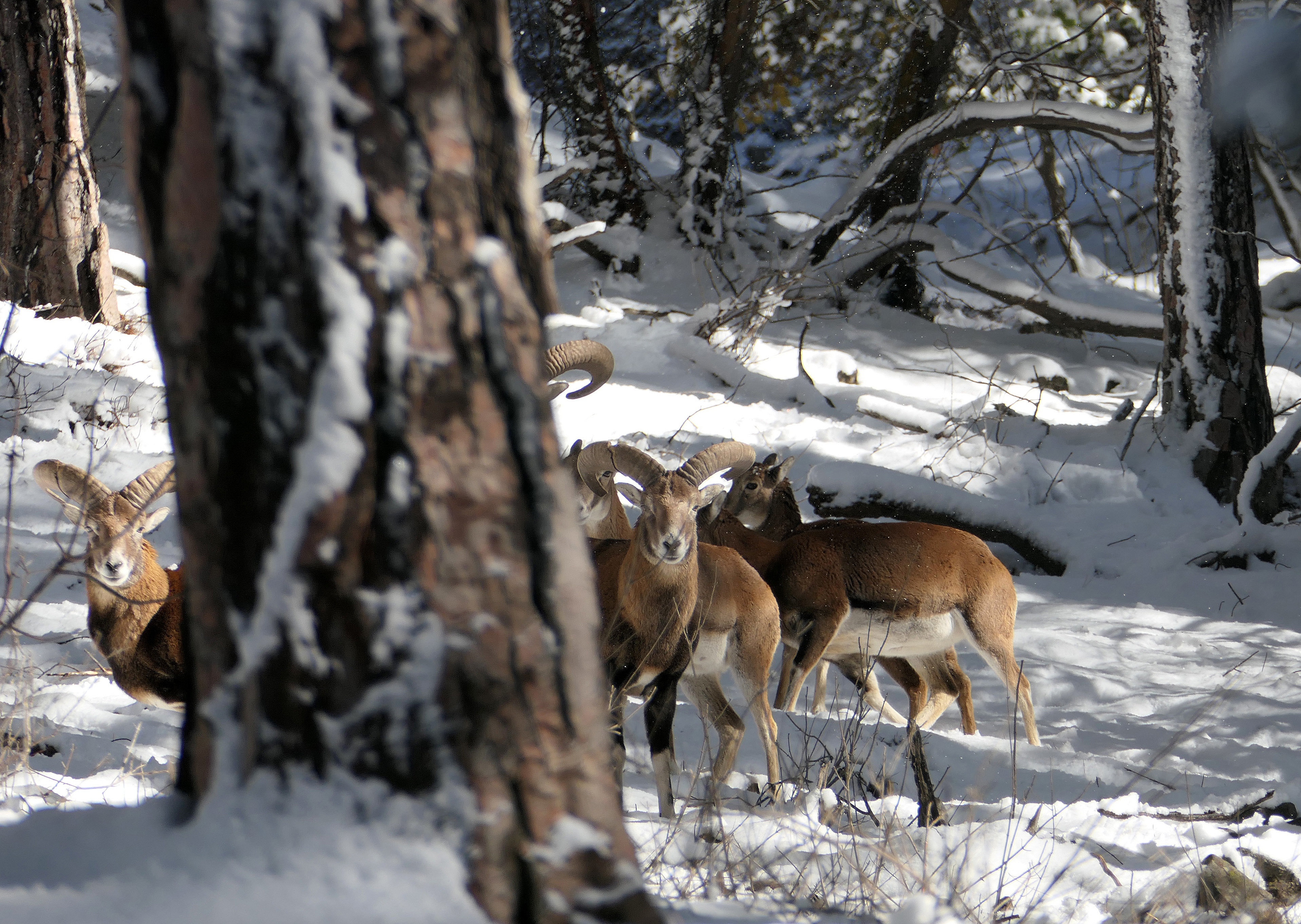 塞浦路斯的盘羊