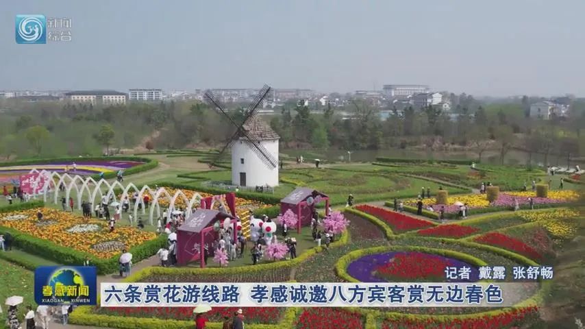 的全市春季6个赏花点,有金卉庄园的郁金香,汉川的紫藤花,应城的玫瑰花