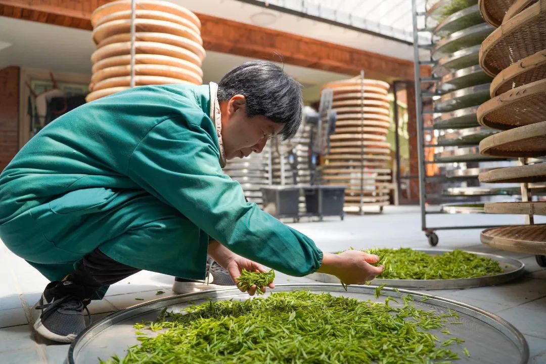 来自西湖龙井核心产区满觉陇白鹤峰明前茶买一送一特惠来了
