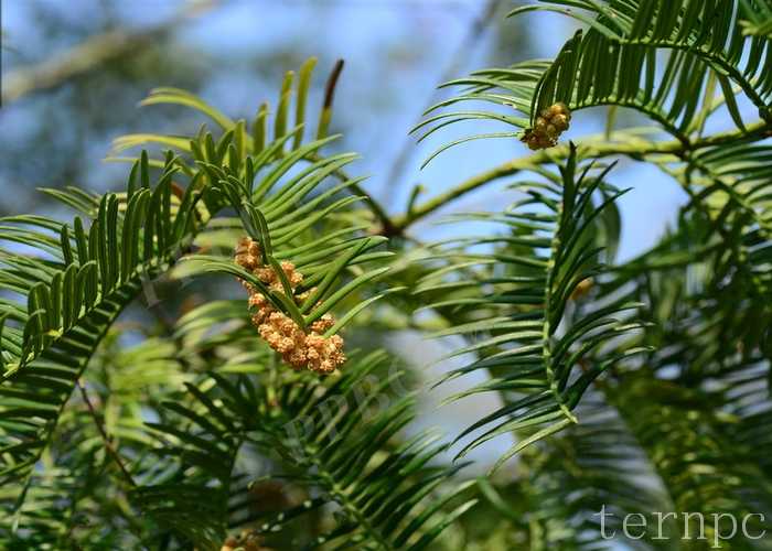 中国一级保护物种—西双版纳粗榧