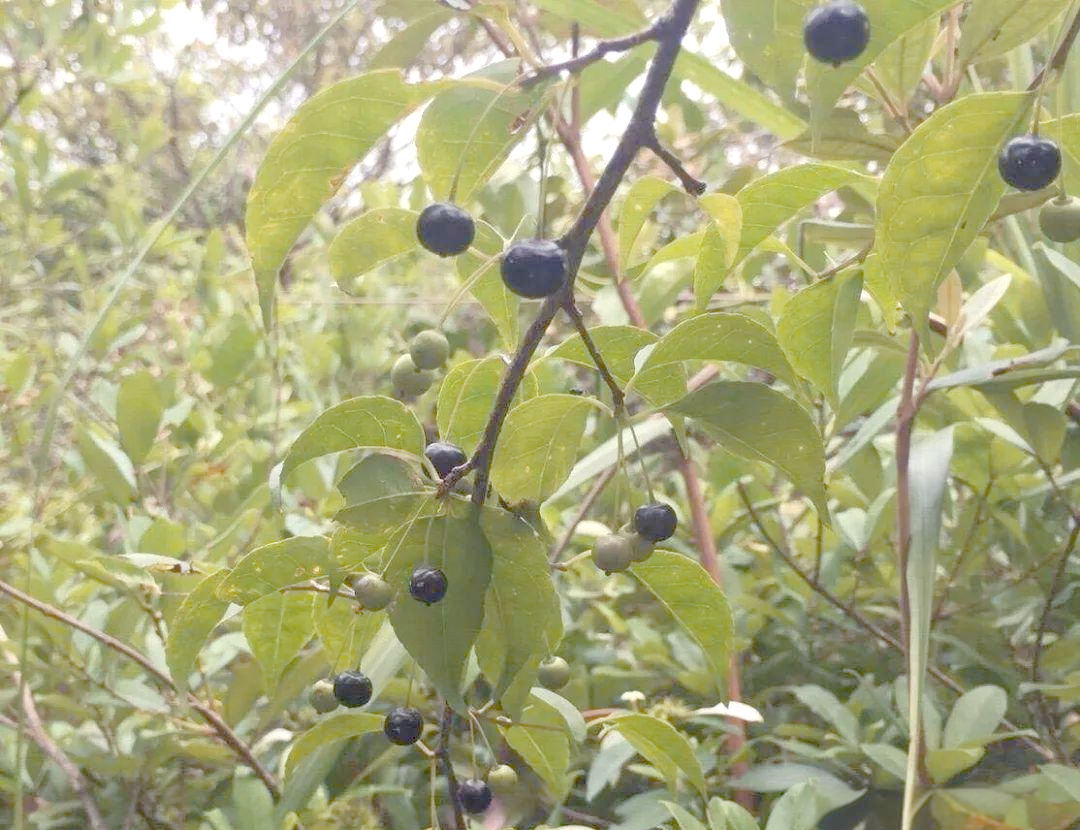 秤星树:从中药到沙示的千年传承故事