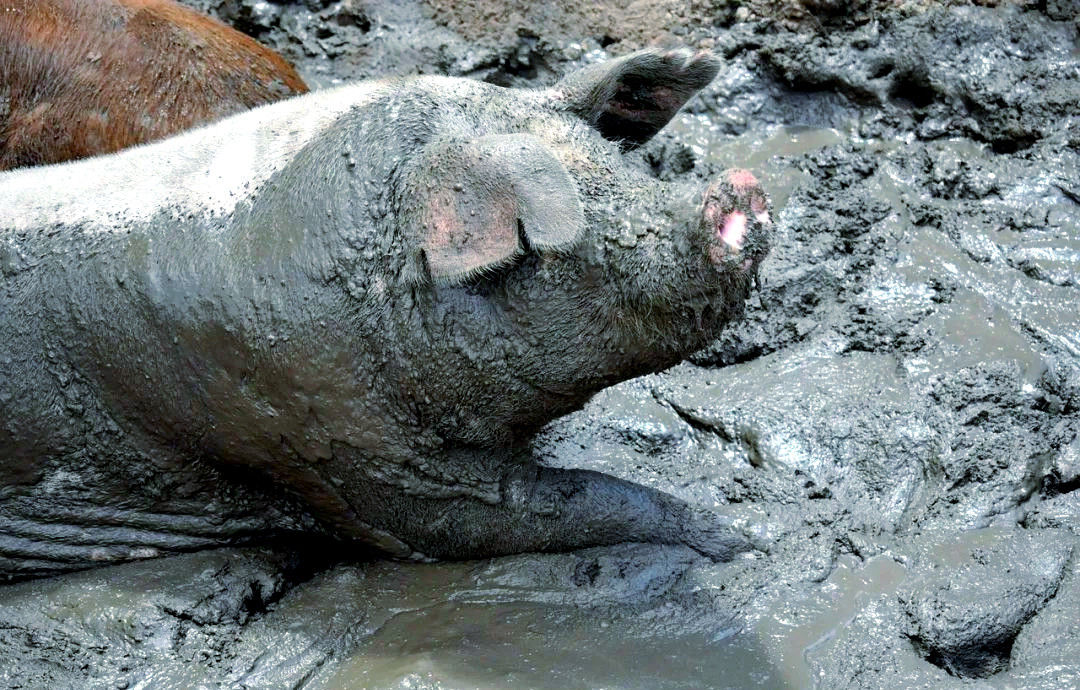 猪为何偏爱泥坑?揭秘其中的原因
