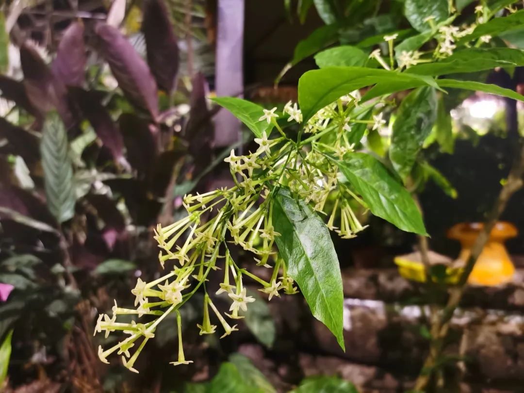 夜里开花的茉莉花夜香树
