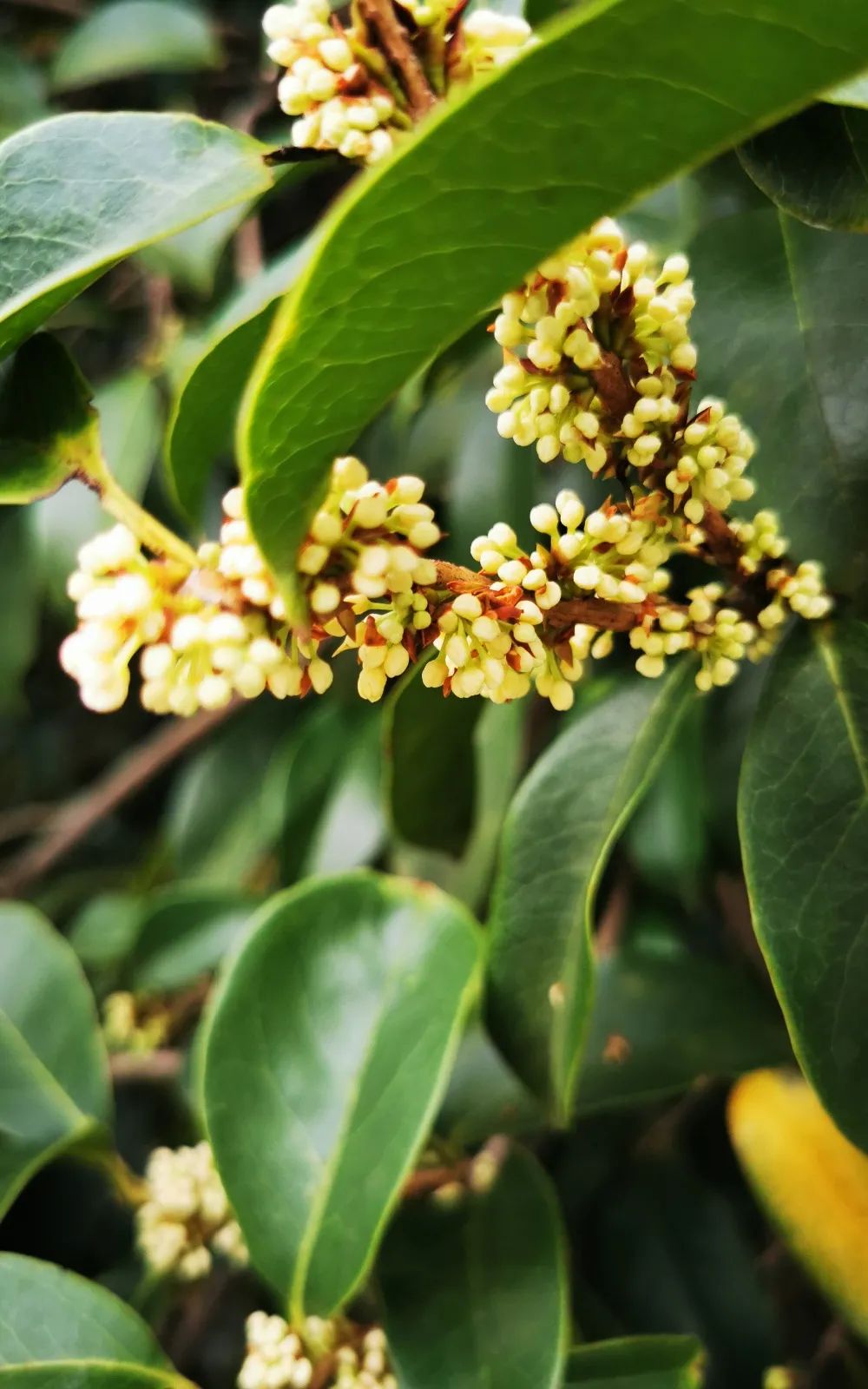 一花更比一花娇——上海植物园早银桂中秋前迎来第二波花事