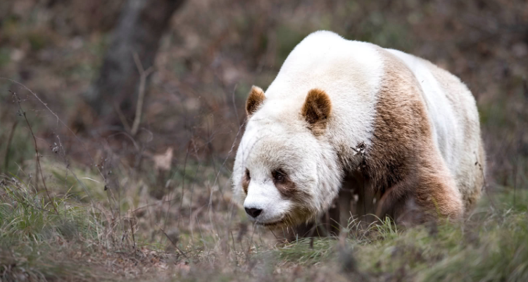 全球唯一白色大熊猫图片