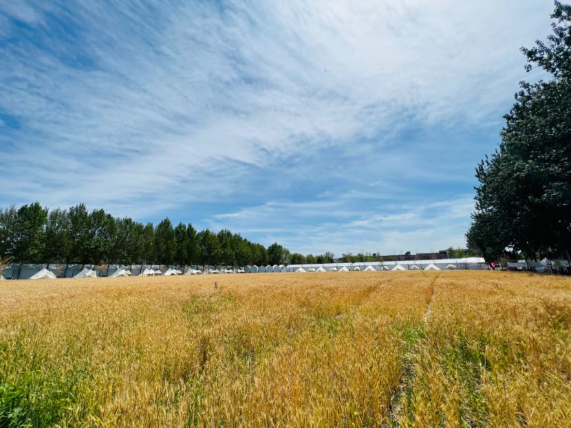 宋庄艺术市集露营区"上新" 在城市副中心坐拥麦田与星空