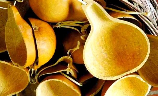 传统葫芦瓢:从日常用品到乡愁象征的变迁