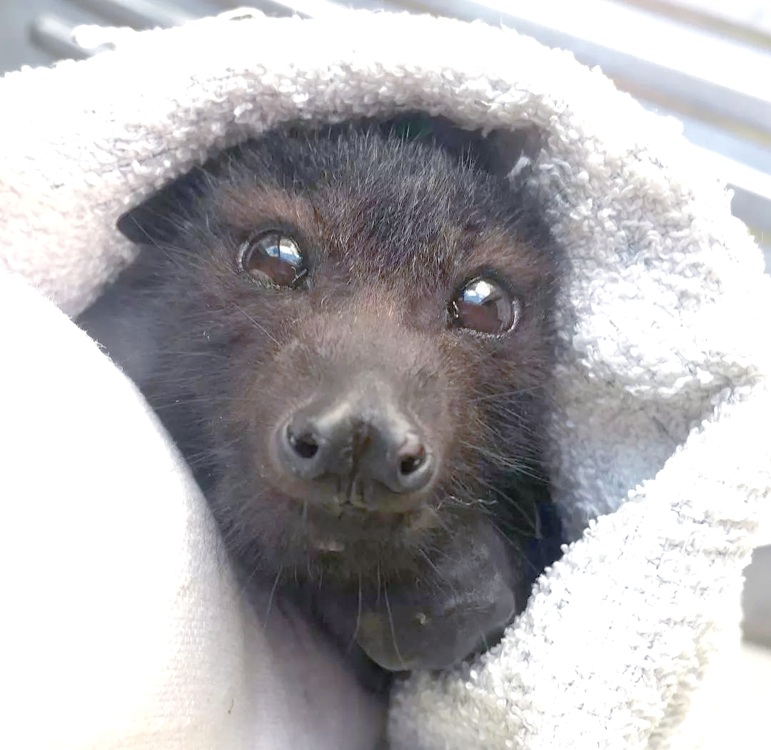 蝙蝠的可爱与恐怖:生态系统中的真相与误解