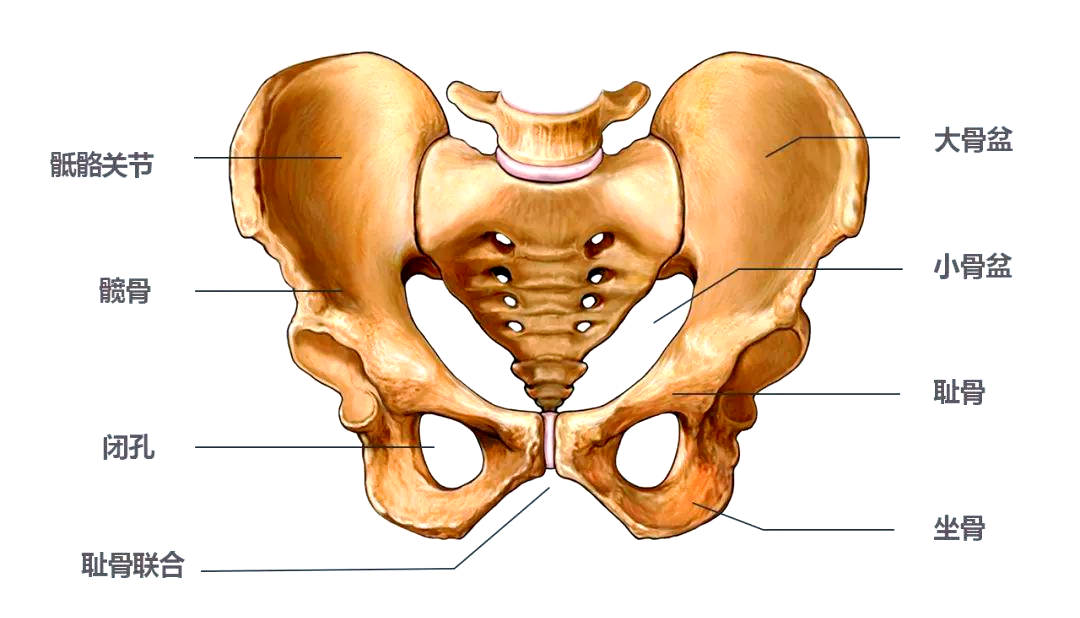 人体骨骼系列:深入了解骨盆的结构与功能