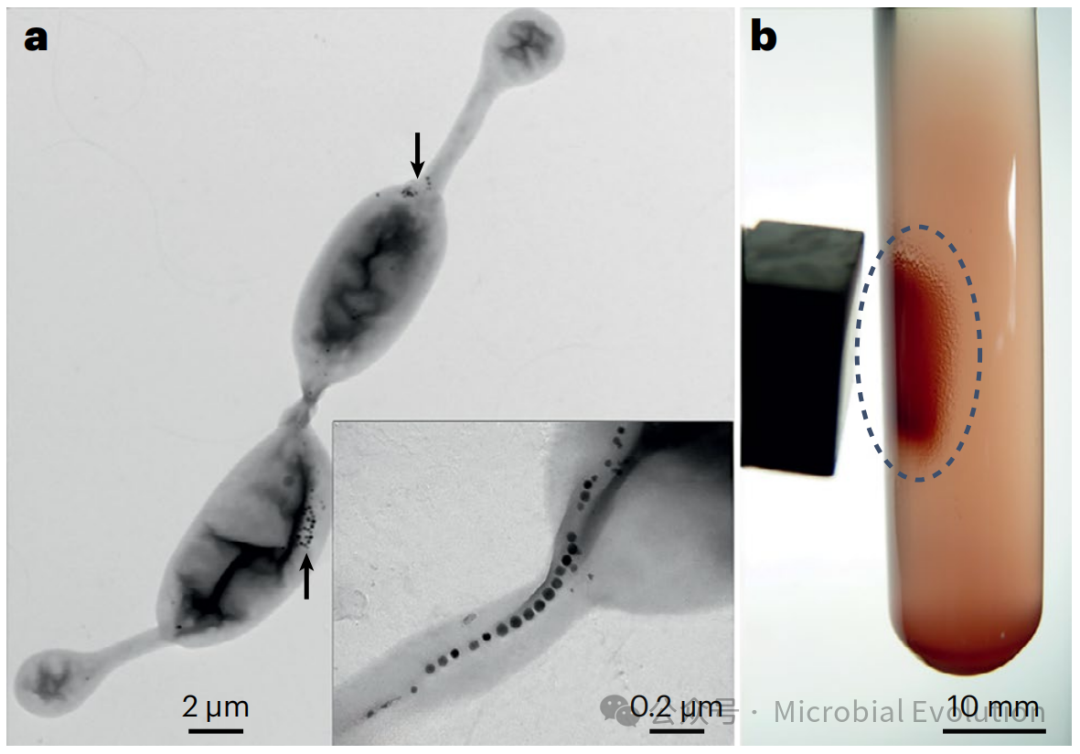 nature reviews microbiology
