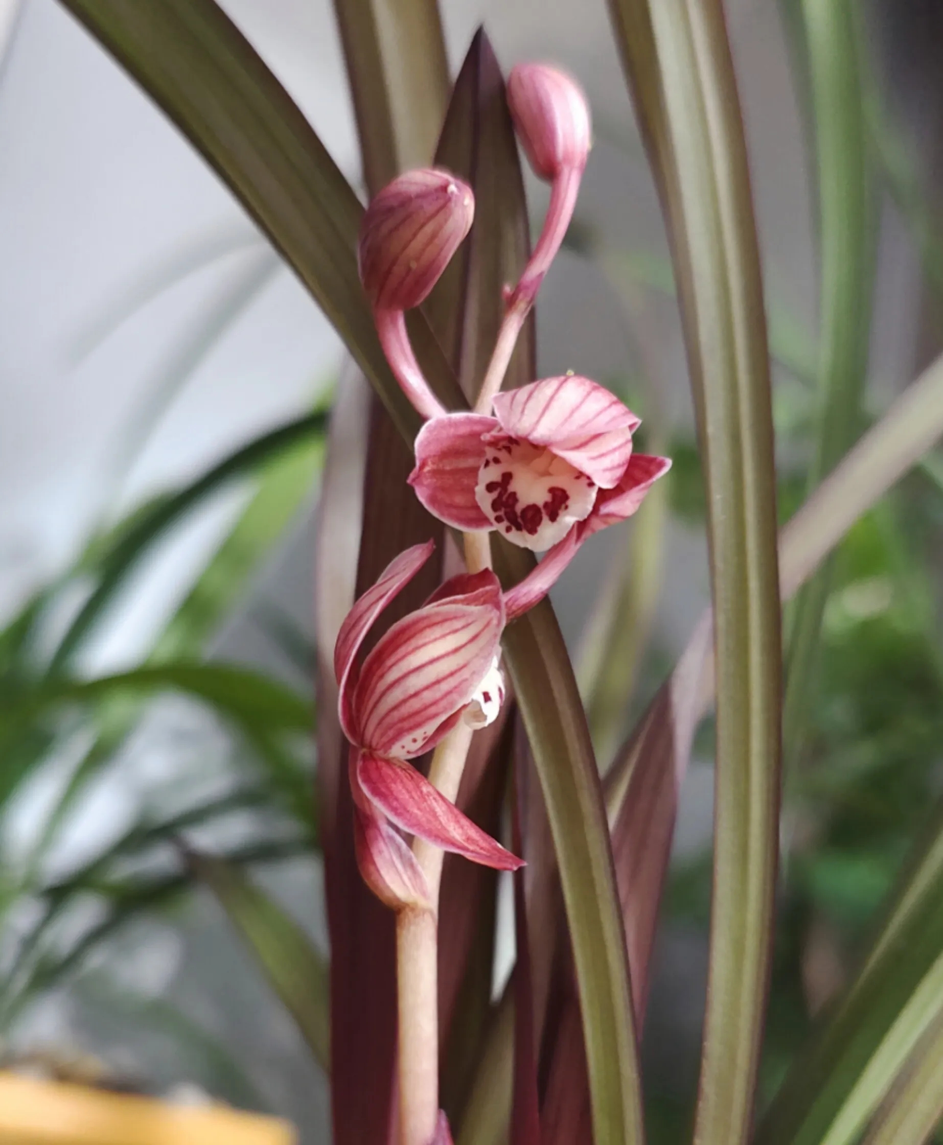 建兰红草红荷,集艺草,红花以及荷瓣于一身的佳品,值得收藏