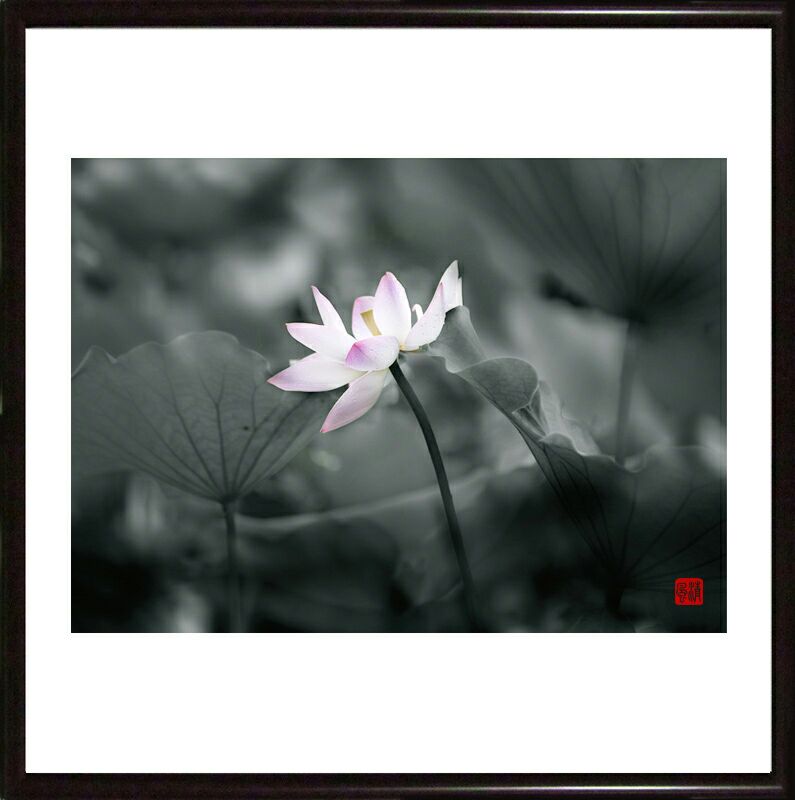 老沁:画意摄影 水墨荷花