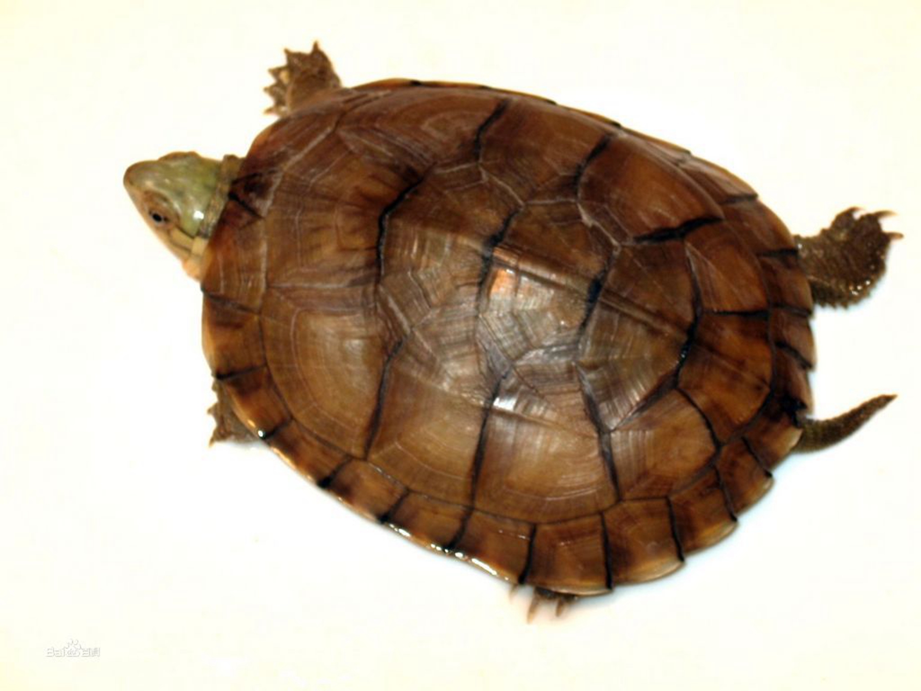 乌龟的品种真实图片