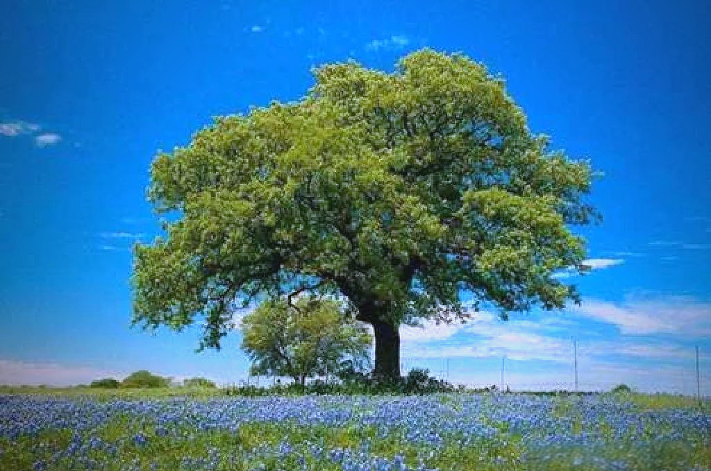 树的成长之旅:从幼苗到参天大树的奇妙旅程