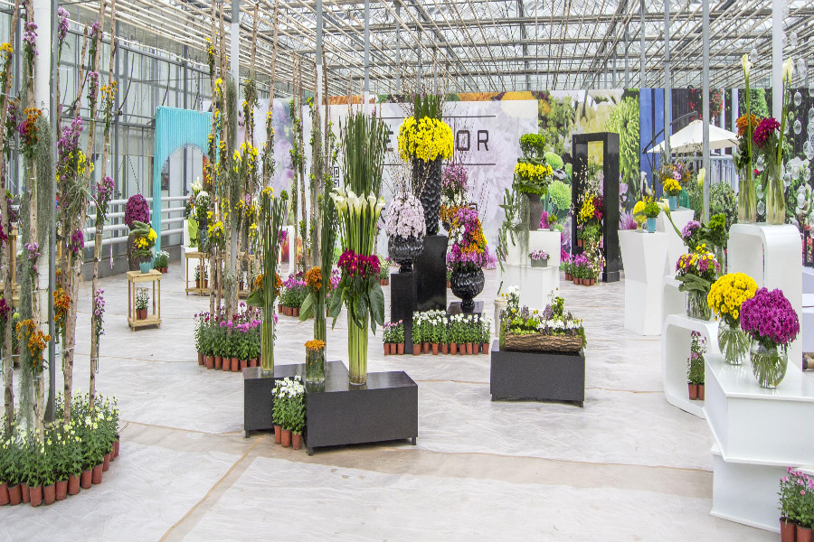 养花的8个好处,堪比人生财富,将会是你做的一笔很划算的投资