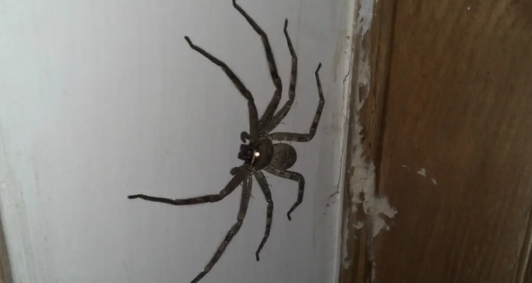 蜘蛛的天敌有哪些?