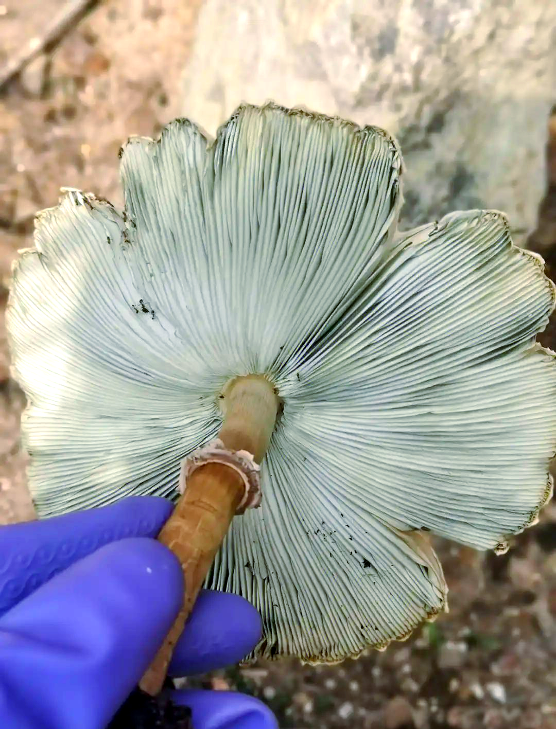 大青褶伞:神秘生物的生态卫士与守护者