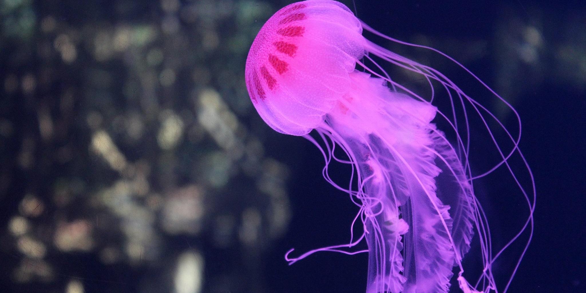 灯塔水母:自我永生的神奇生物,真相背后的生命哲学