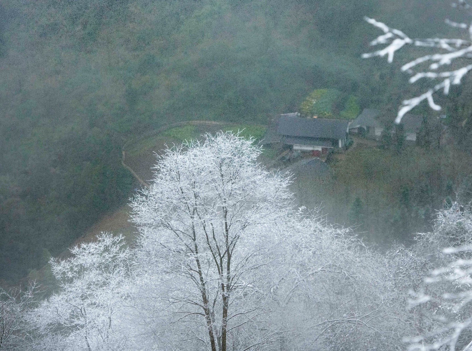 图片新闻|渝北区云龟山雪景好美
