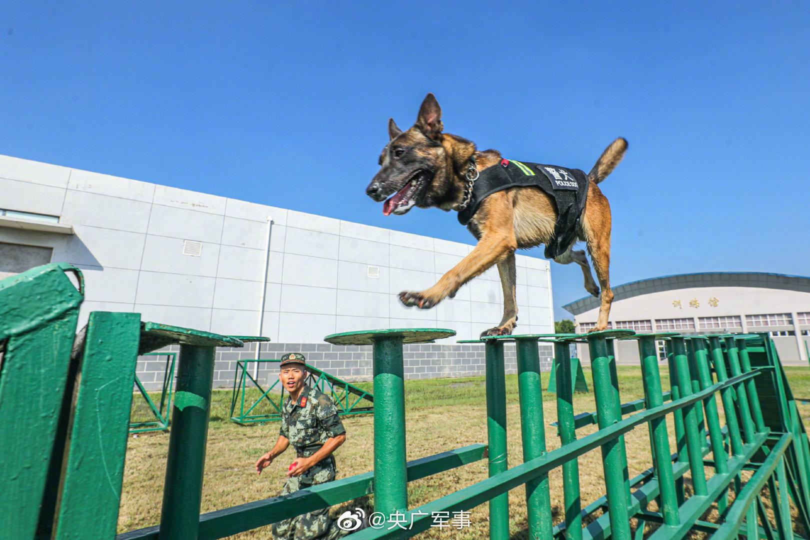 勇猛帅气!一名合格警犬是怎样练成的?