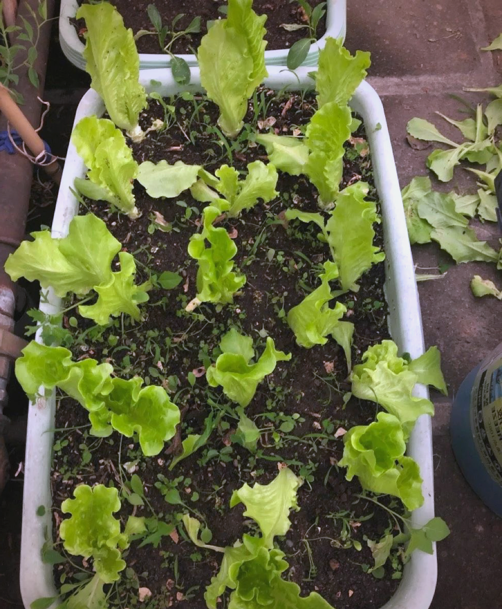 在家种植生菜,轻松掌握"3个步骤",美味健康等你来尝