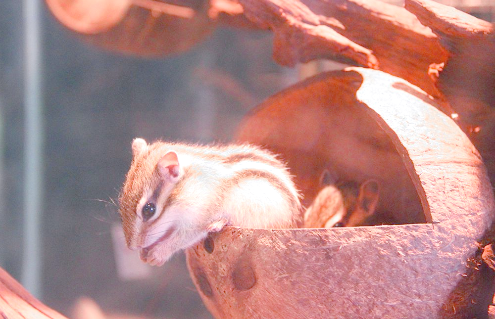 松鼠:吃货界的佼佼者,边吃边打包的萌物