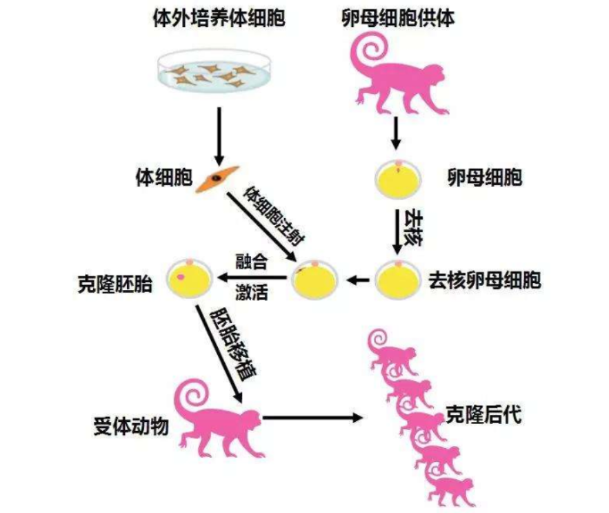 生殖细胞形成过程图解图片