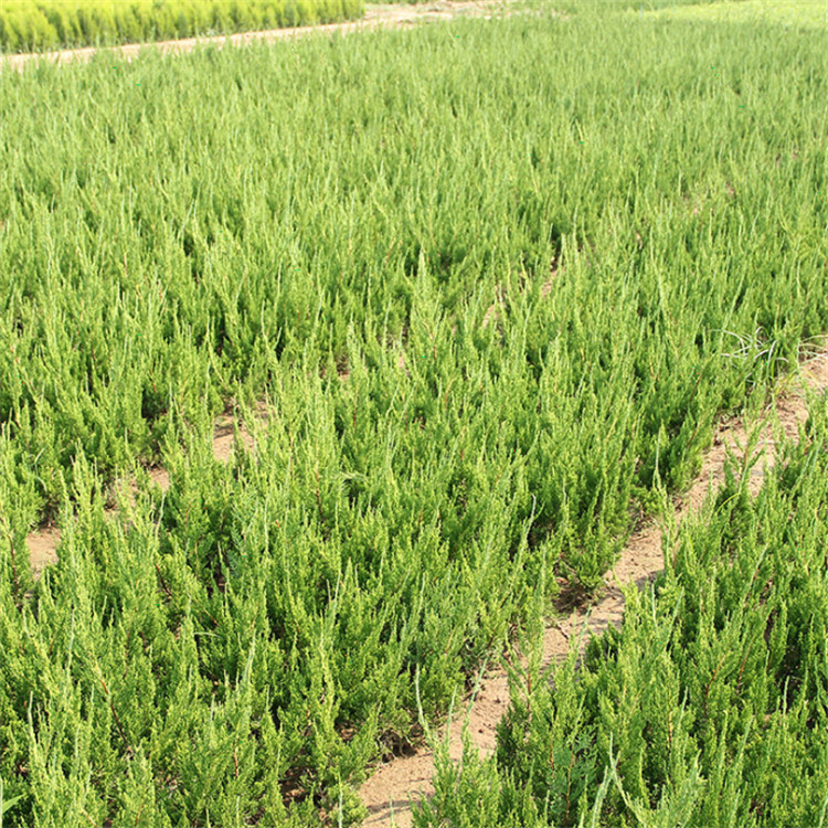 小龙柏,龙柏球-60公分 80公分龙柏 1米 2米 3米龙柏球