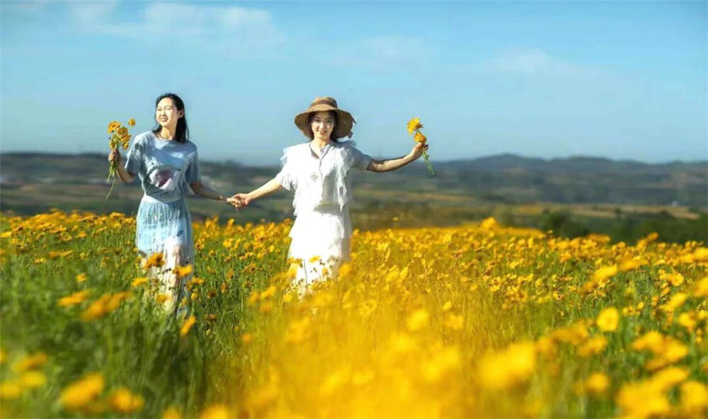 组图丨金鸡菊花开,"多彩梯田"景如画