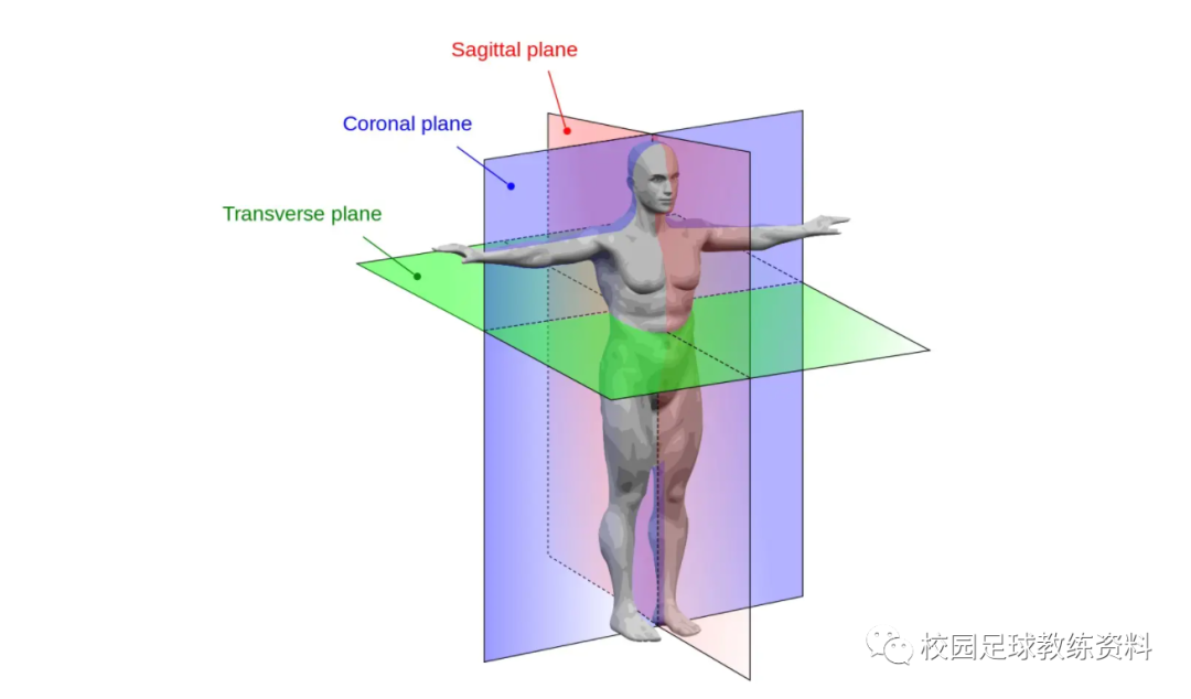 人体基本轴和基本切面图片