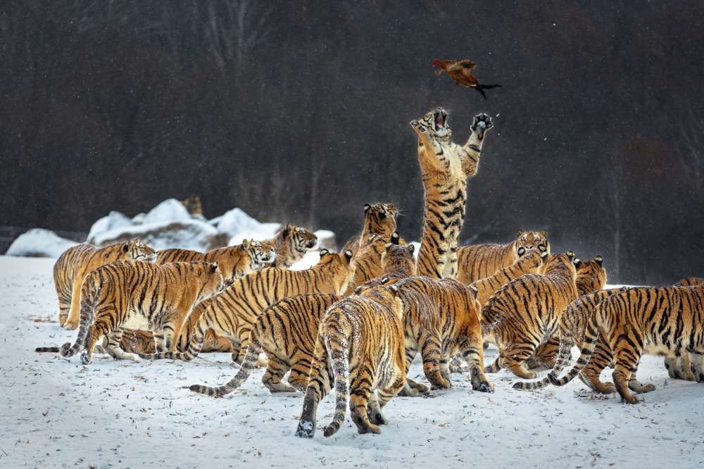 猛虎扑食的图片图片