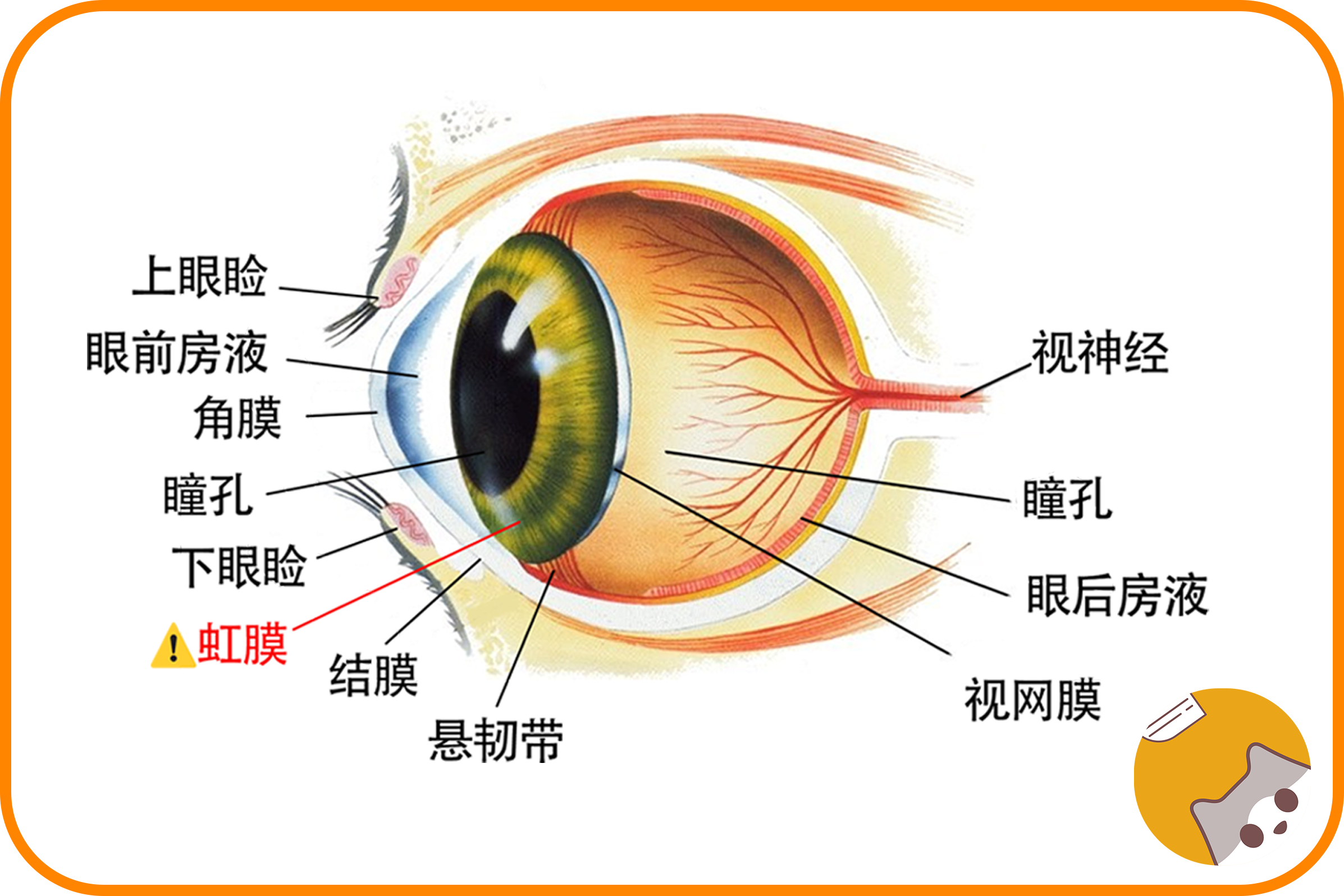 眼部各部位名称图解图片