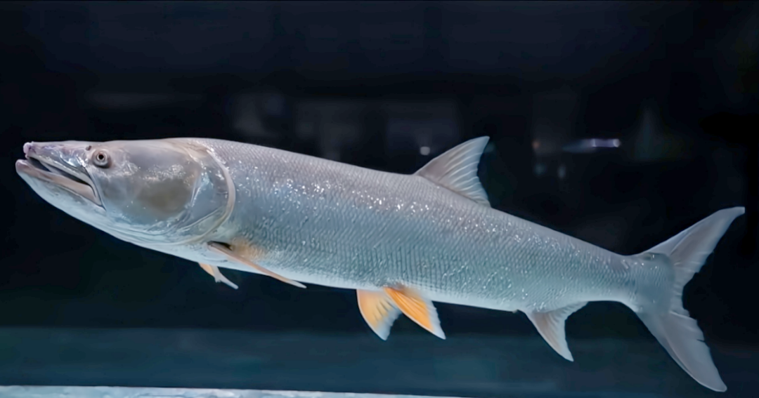 珍稀鱼类再现,孝感府河惊现极度濒危物种鳤鱼!