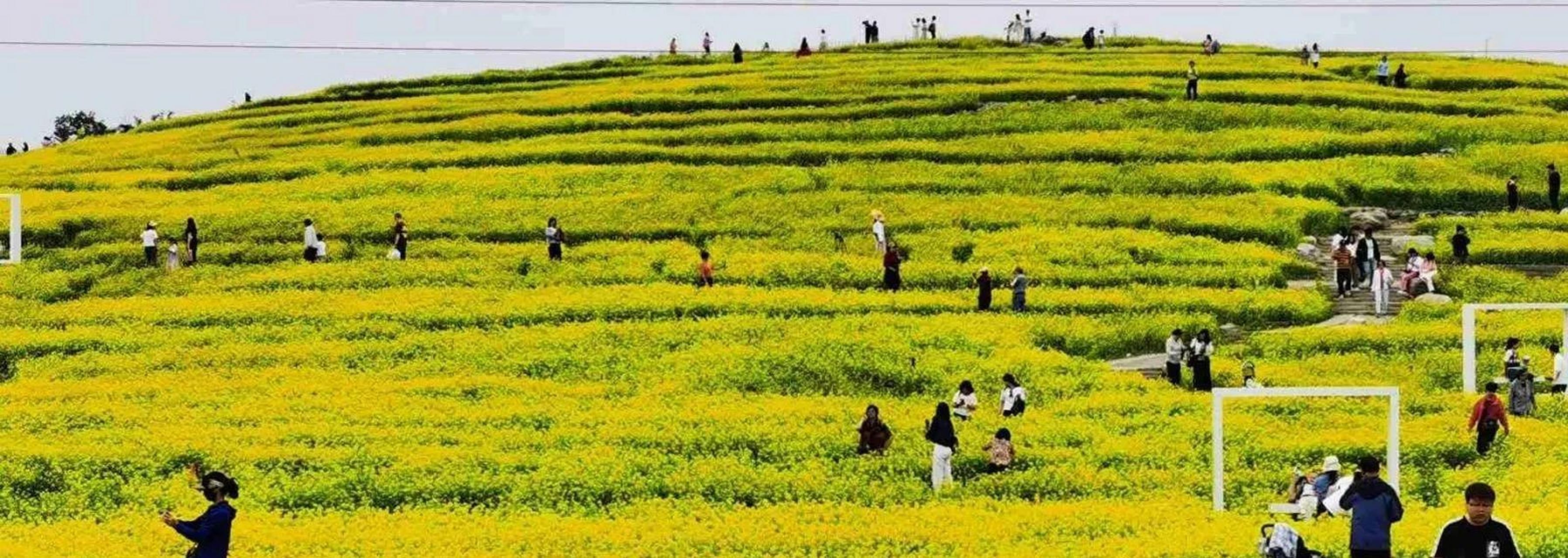 本周末只休一天,那就去北京温榆河公园西园看大片油菜花海吧,重点