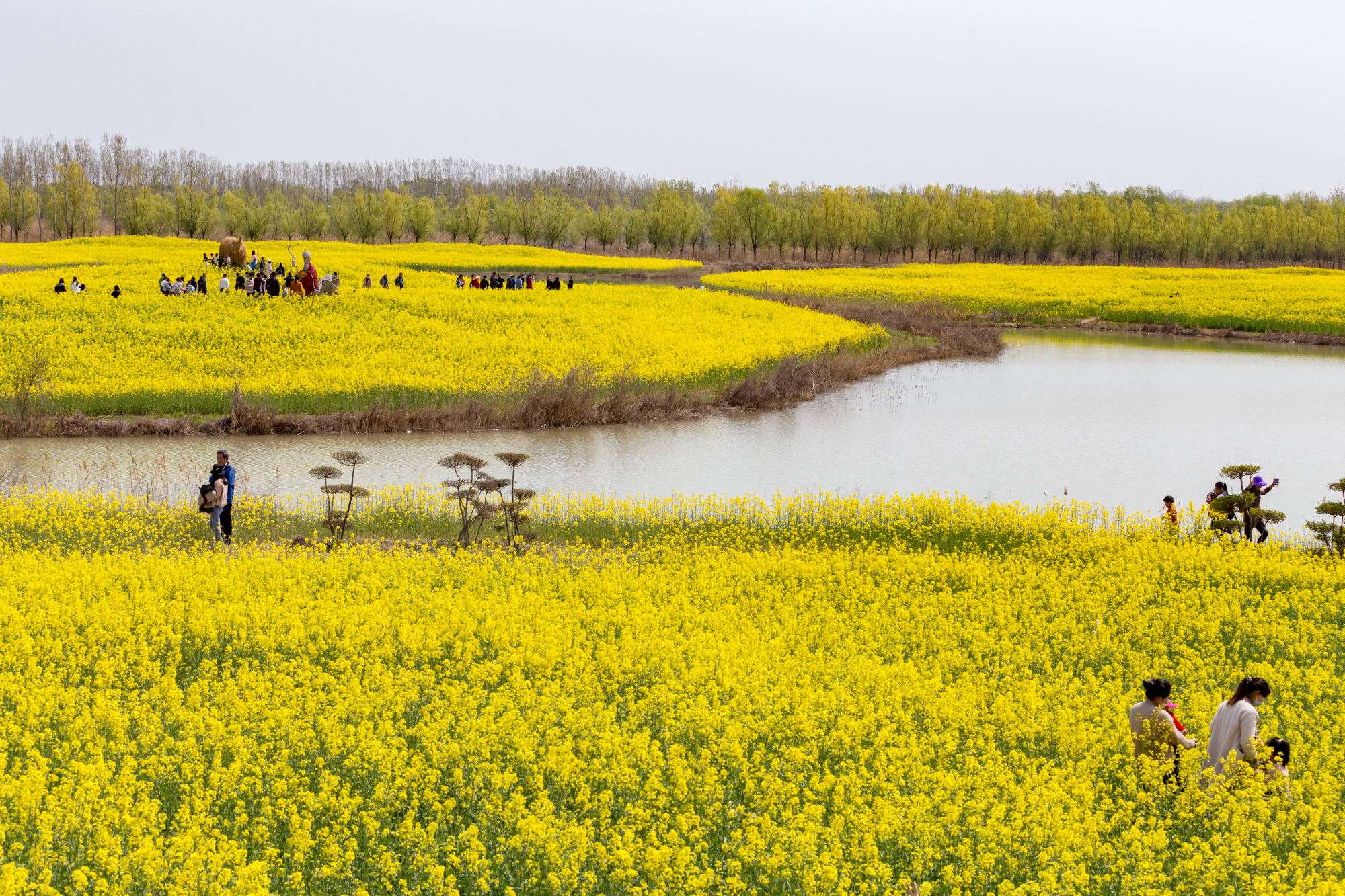 封丘油菜花景区图片