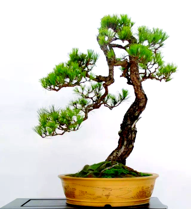 精选山松盆景欣赏