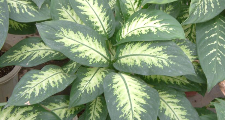 玛丽安万年青的养殖方法和注意事项