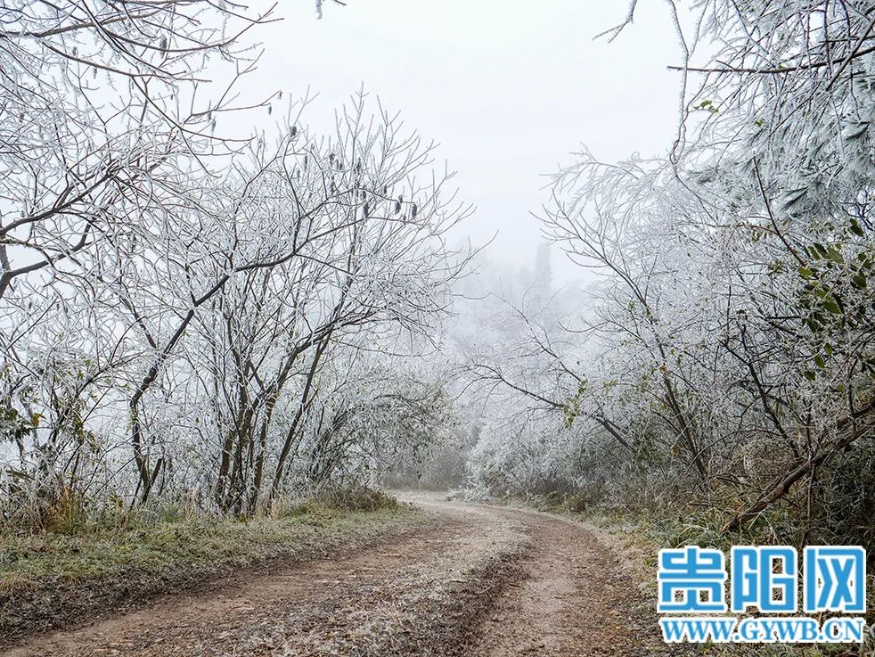 玉树琼花满枝头图片