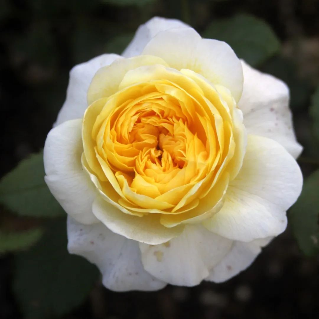 月季种草|诗人的妻子,英式文艺风