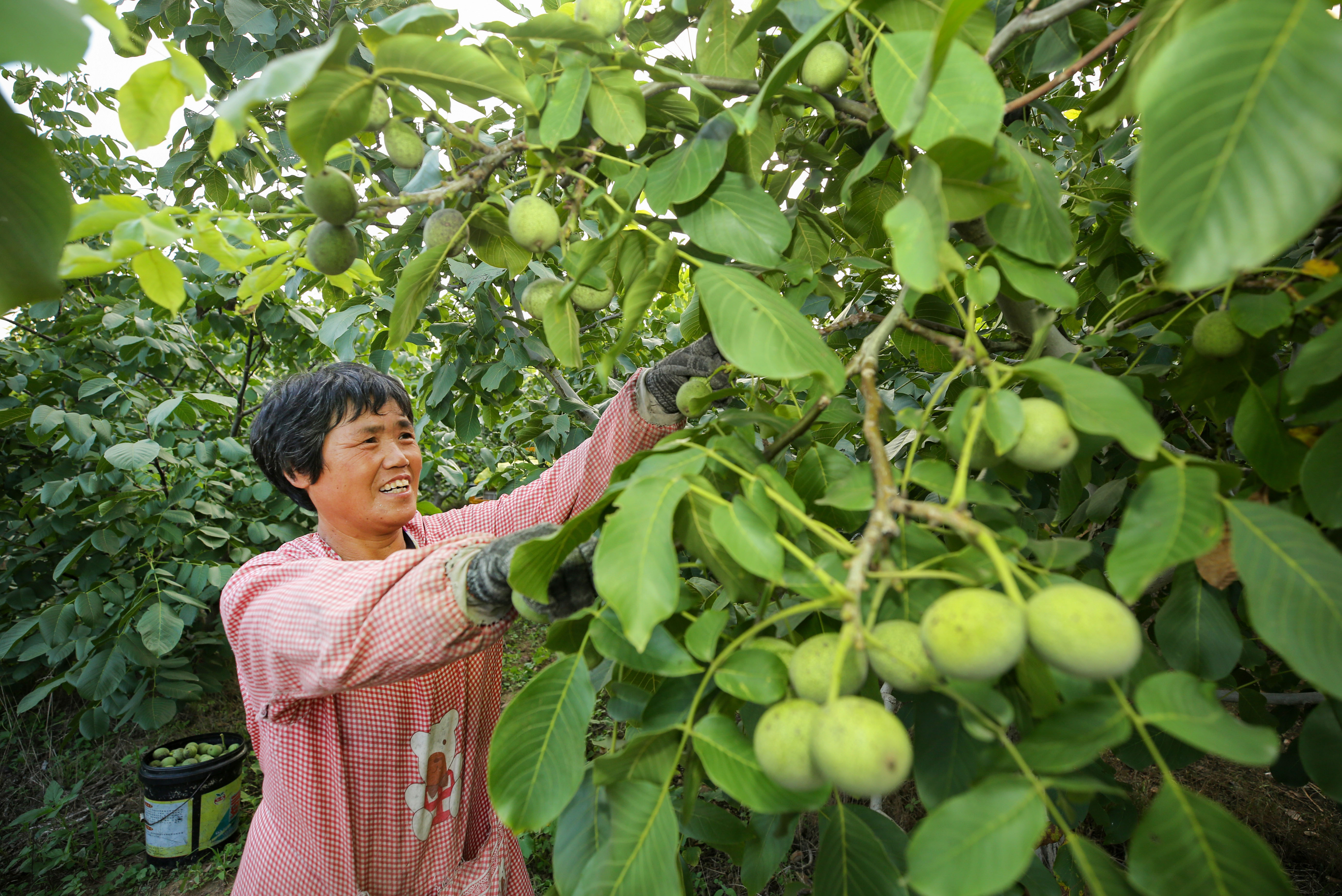 农民在临城县西泥河村核桃种植基地采摘核桃