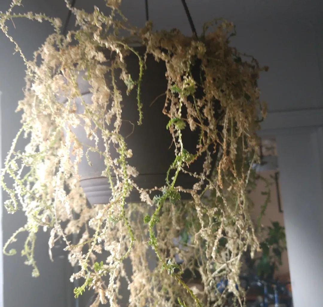 如蓝宝石一般的变色龙珊瑚蕨,喜阴好养,可垂盆生长