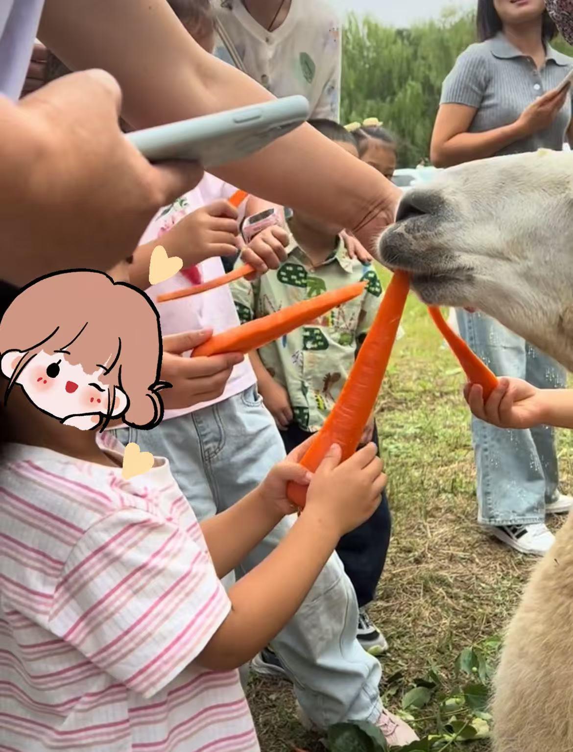 假期游客太多投喂太饱动物园的羊驼不愿张开嘴巴接受美食了