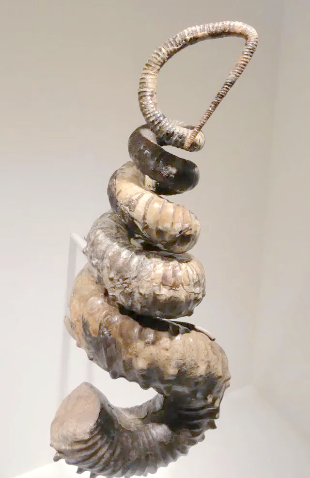 菊石:从灭绝生物到地质测年的神秘化石