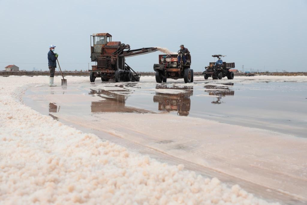 青岛东风盐场:晒一年收一次 四千吨海盐"上岸"
